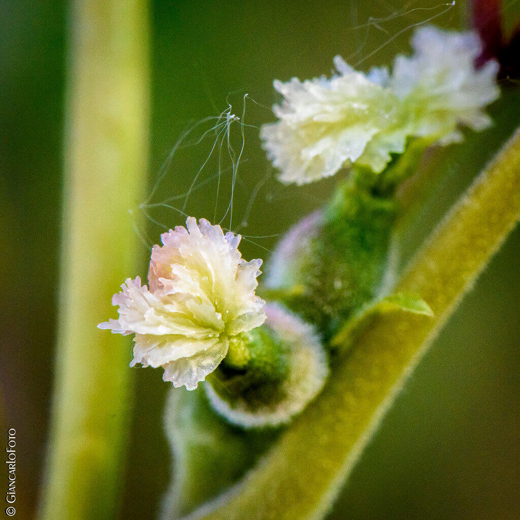 terrain emotionnel fleur bach relations